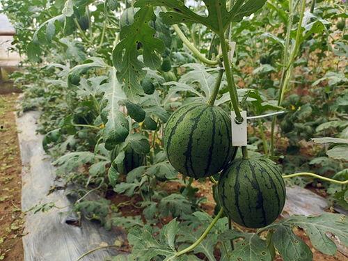 五一吃瓜网免费吃瓜,免费瓜果盛宴等你来尝！  第1张